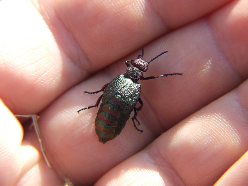 Meloe variegatus - pompás nünüke