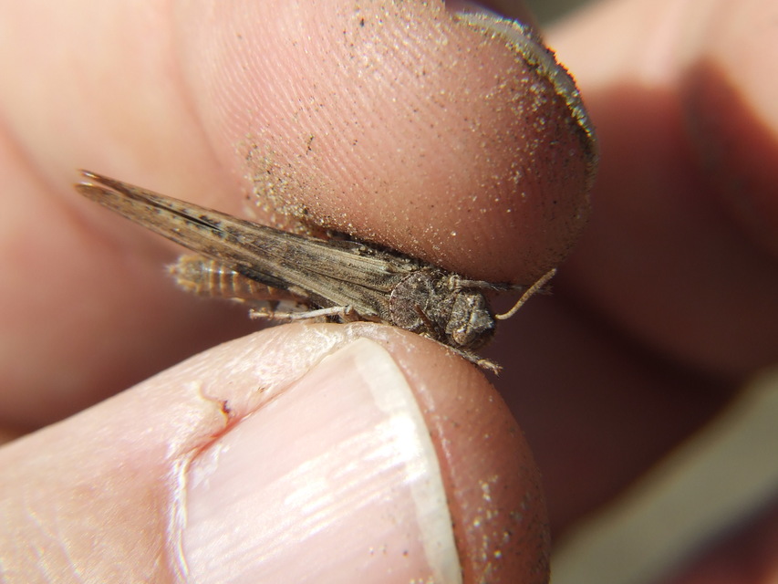 Acrotylus insubricus - önbeásósáska
