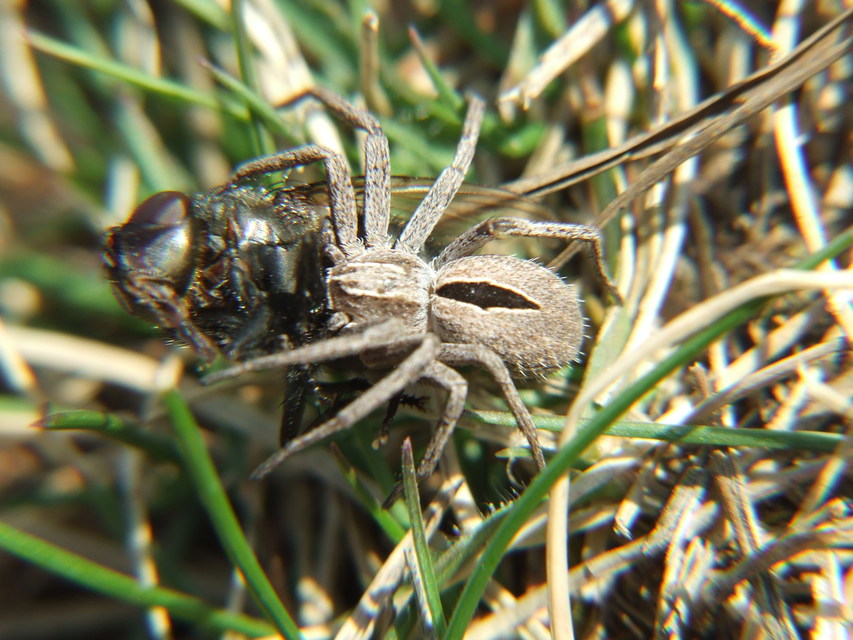 Thanatus formicinus - bársonysávos karolópók