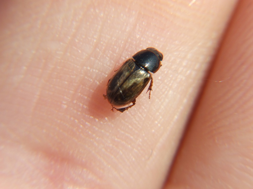 Aphodius prodromus - sárgalábú trágyabogár