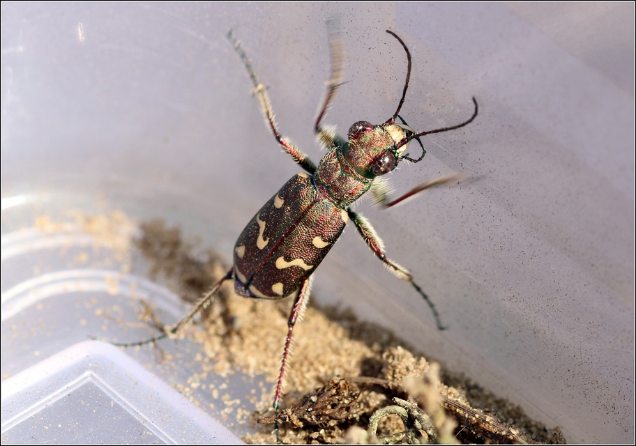 Cicindela soluta pannonica - pannon homokfutrinka