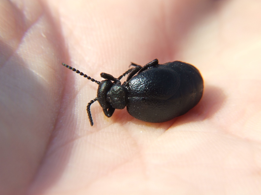 Meloe scabriusculus - érdes nünüke