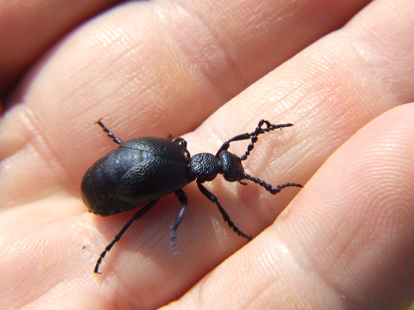 Meloe proscarabaeus - közönséges nünüke