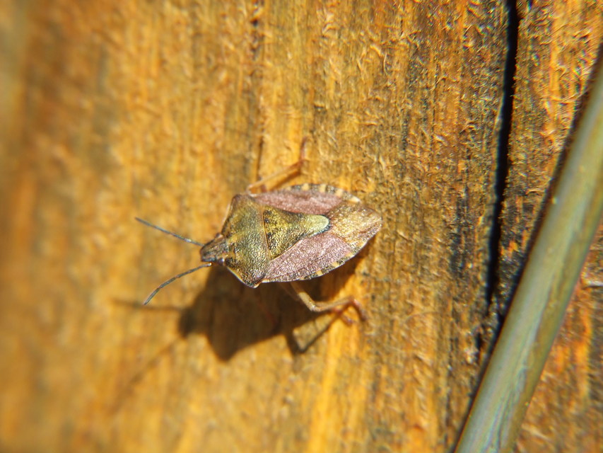Carpocoris Carpocoris