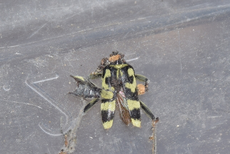 Chlorophorus varius - díszes darázscincér