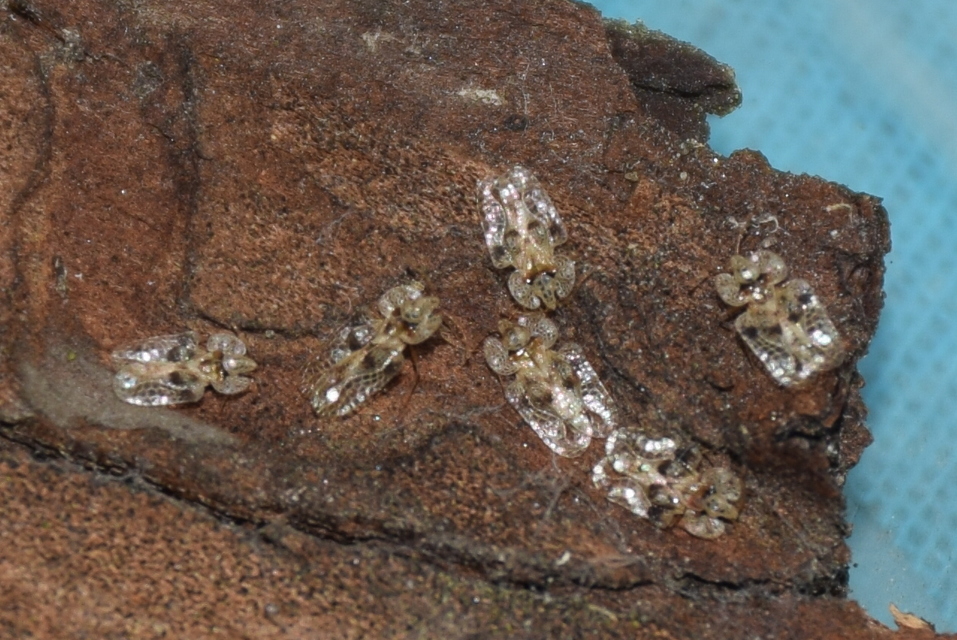 Corythucha arcuata - tölgy-csipkéspoloska