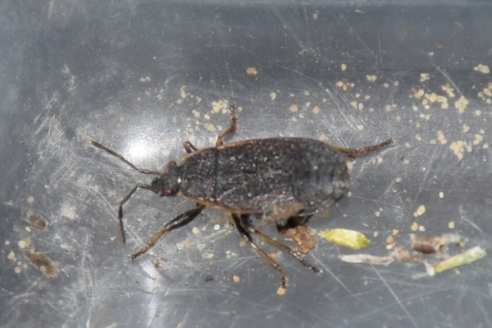 Pyrrhocoris marginatus - szegélyes bodobács