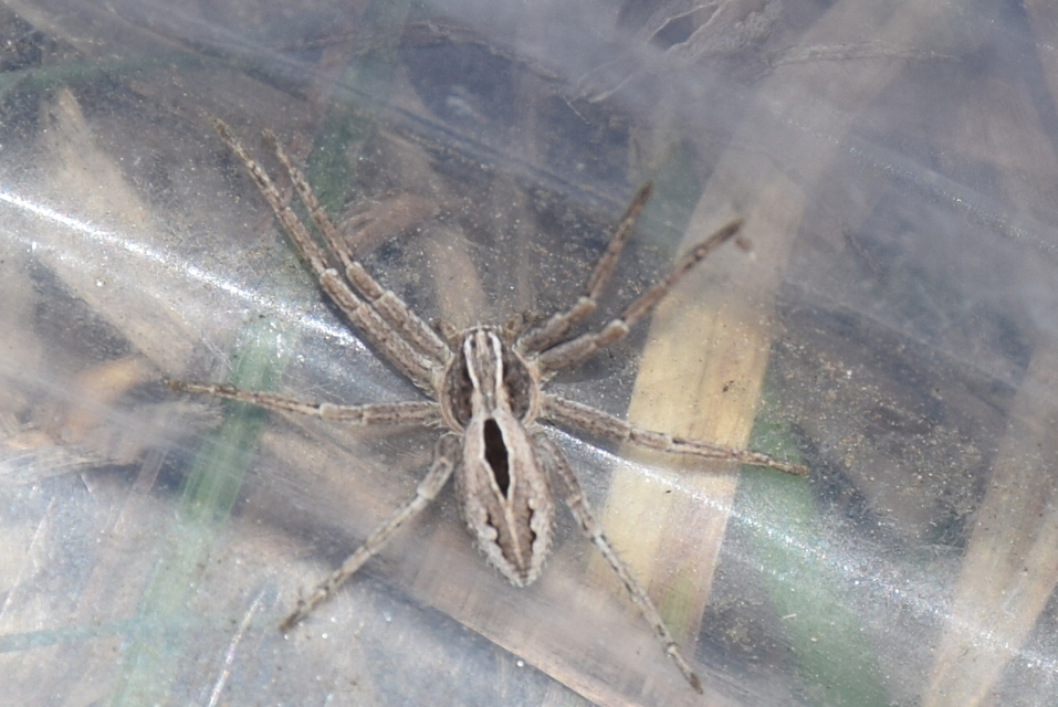 Thanatus formicinus - bársonysávos karolópók