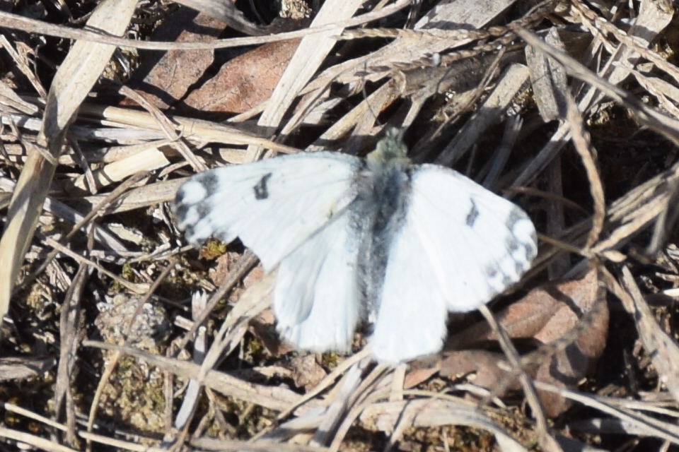 Pontia edusa - rezedalepke