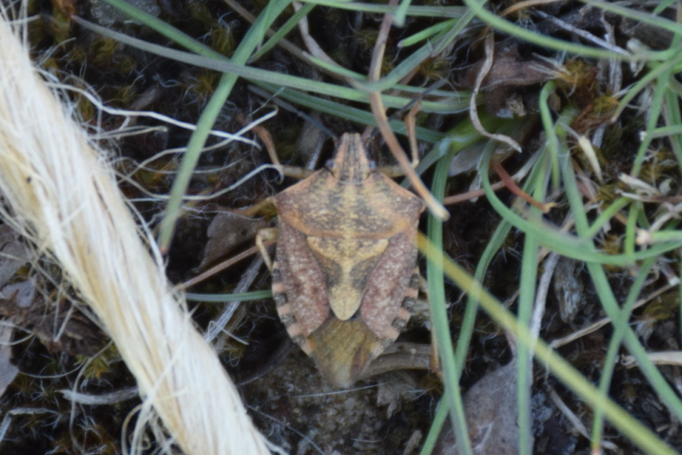 Carpocoris Carpocoris
