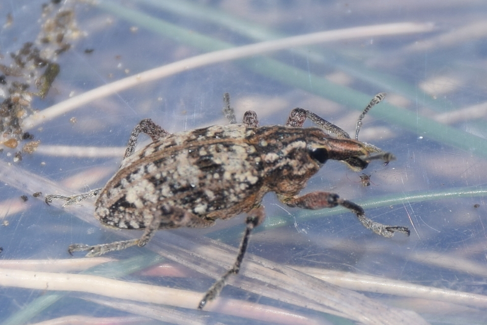 Coniocleonus turbatus - homoki barkó