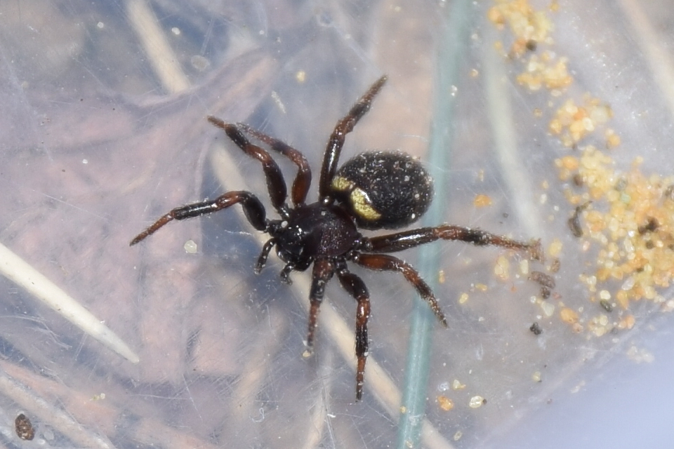 Asagena phalerata