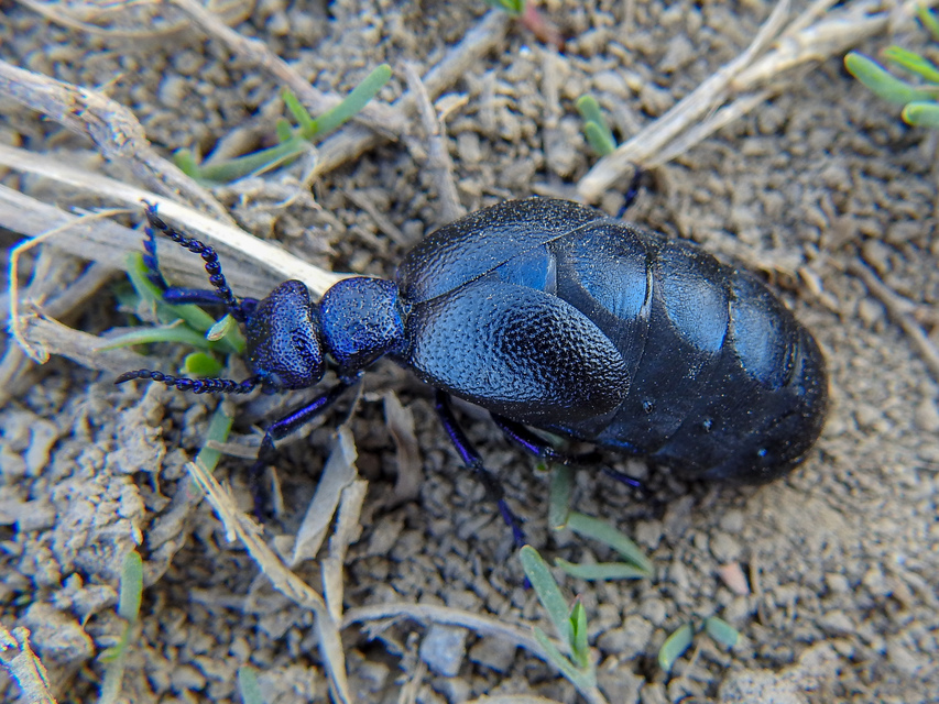 Meloe proscarabaeus - közönséges nünüke