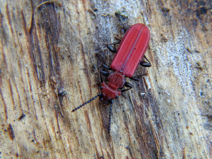 Cucujus cinnaberinus - skarlátbogár