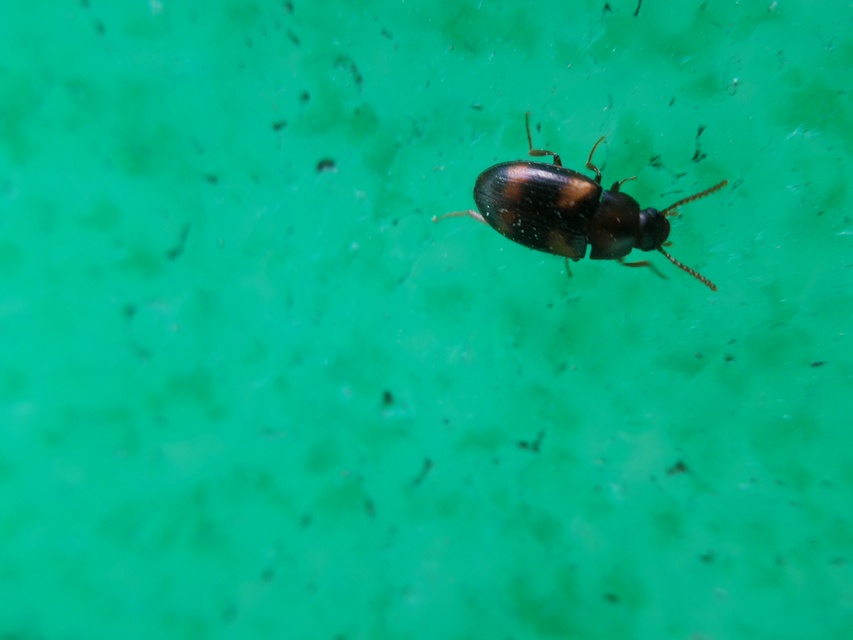 Alphitophagus bifasciatus - alomlakó gyászbogár