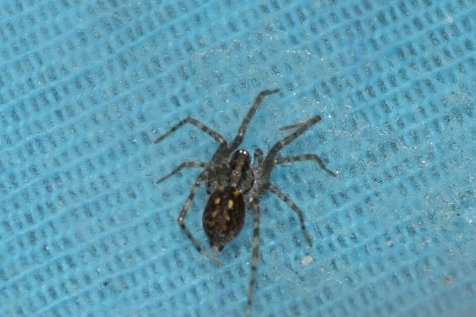 Tegenaria