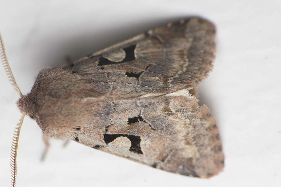 Orthosia gothica - feketefoltos barkabagoly