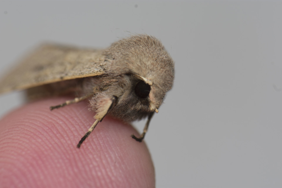 Orthosia cerasi - közepes barkabagoly
