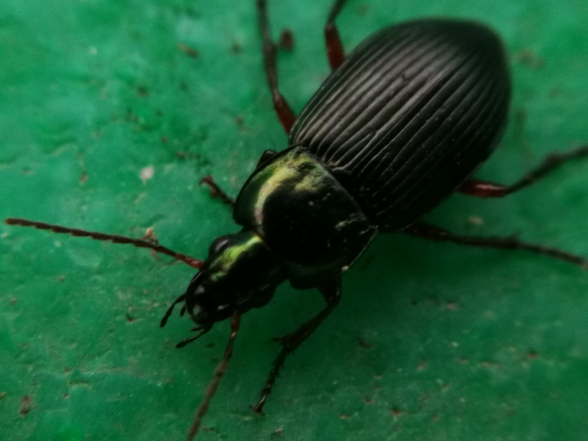 Poecilus cupreus - rezes gyászfutó