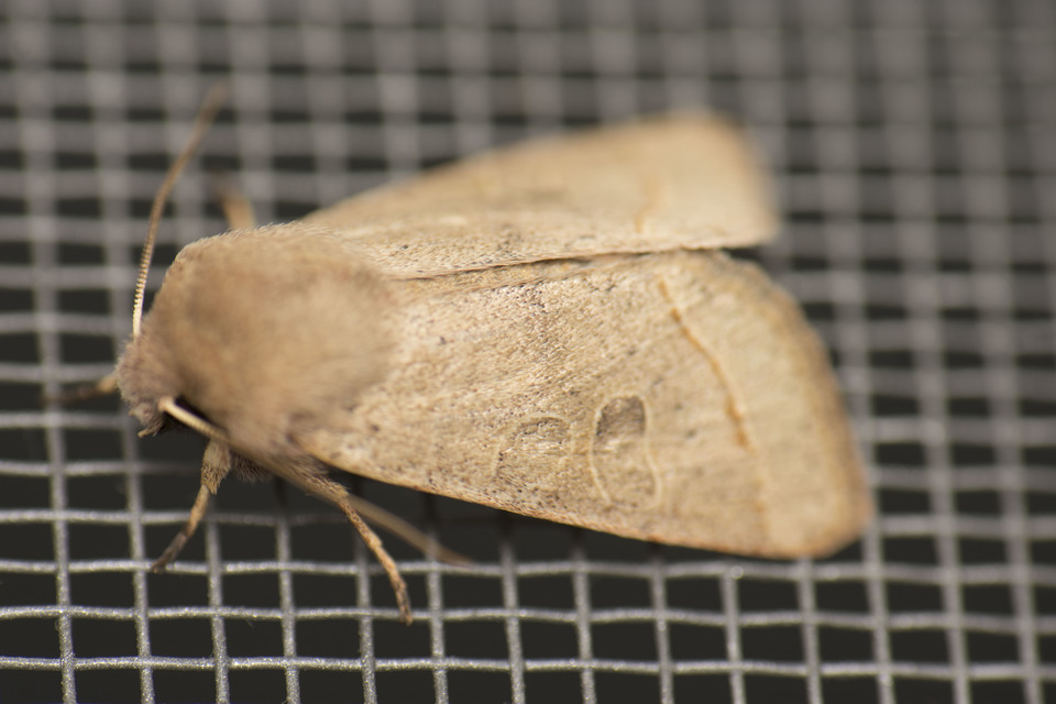 Orthosia cerasi - közepes barkabagoly