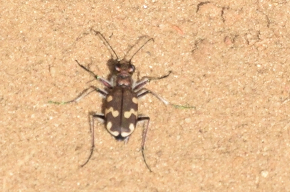 Cicindela hybrida - öves homokfutrinka