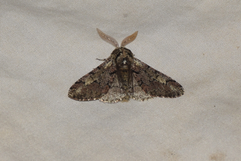 Biston strataria - barnapettyes araszoló