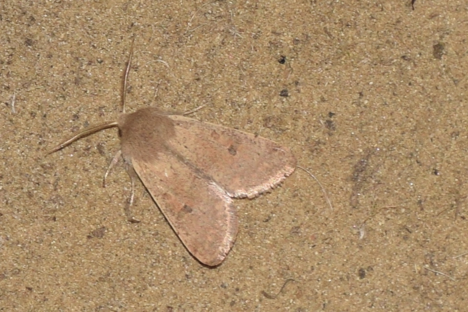 Orthosia cruda - kis barkabagoly