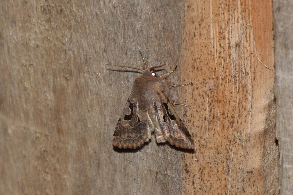 Orthosia gothica - feketefoltos barkabagoly