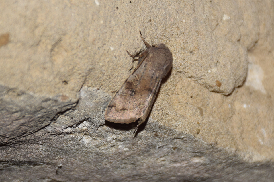 Orthosia incerta - változékony barkabagoly