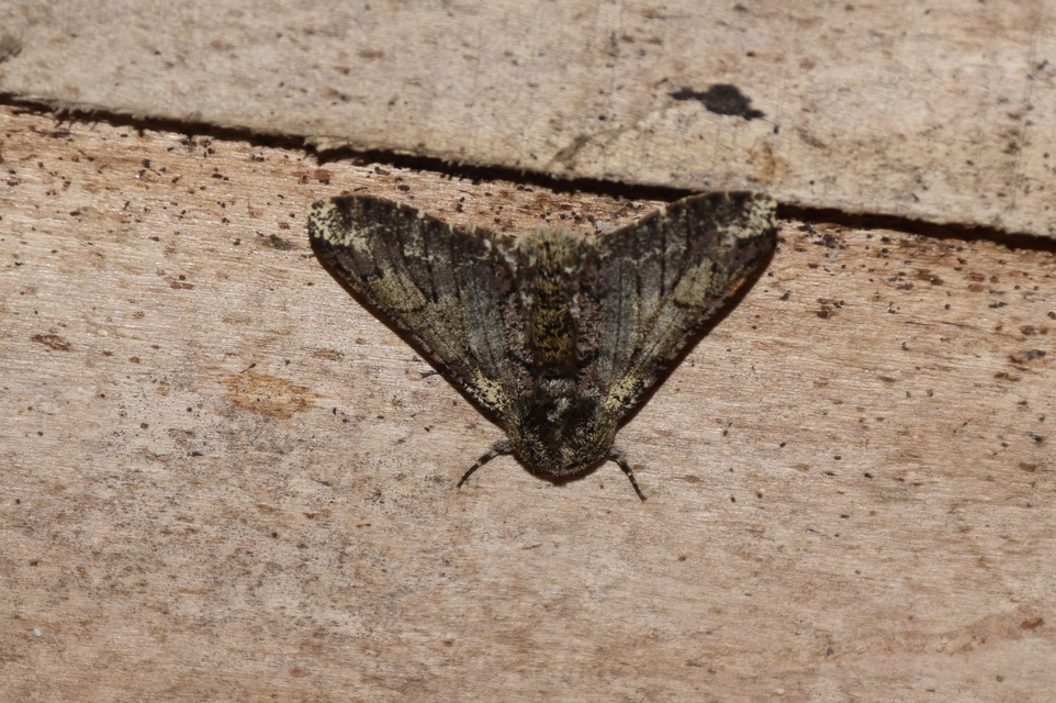 Biston strataria - barnapettyes araszoló