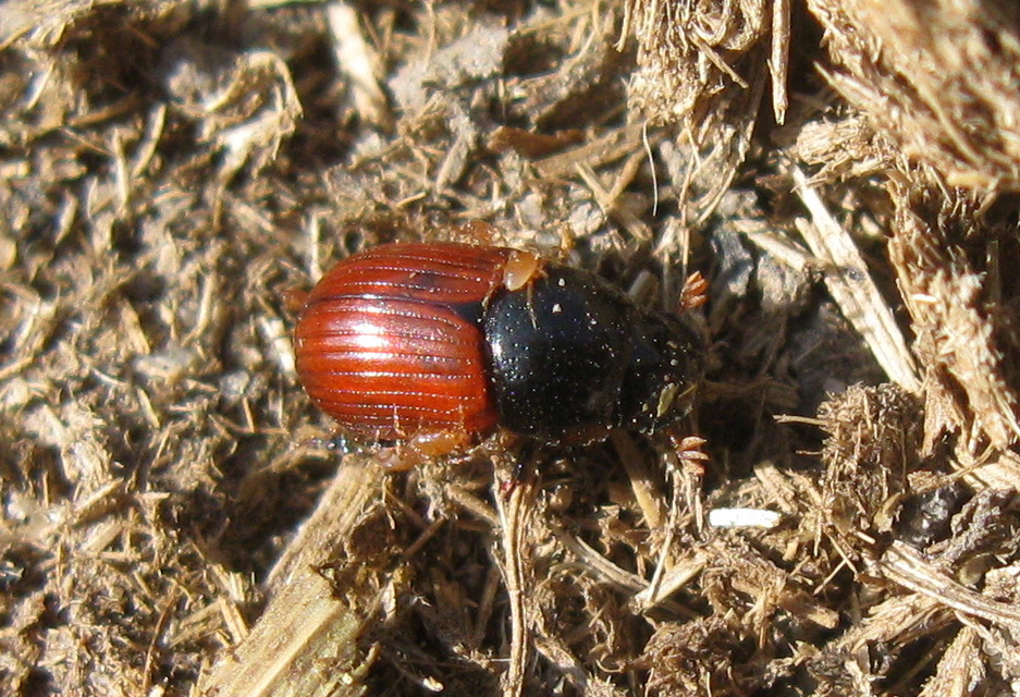 Aphodius fimetarius - feketehasú trágyabogár