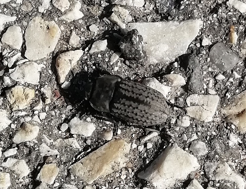 Opatrum sabulosum - sároshátú gyászbogár