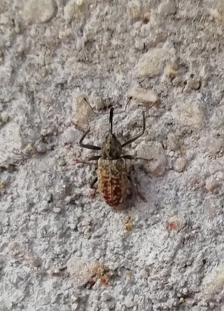 Dorytomus longimanus - kétalakú hangormányos