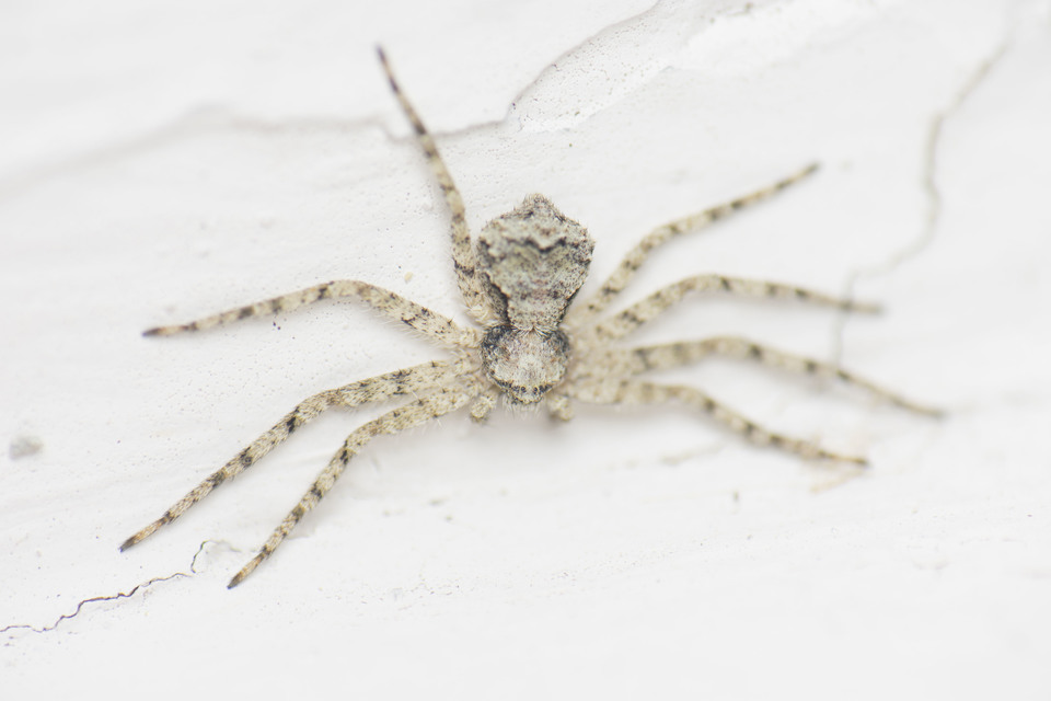 Philodromus poecilus - cifra karolópók