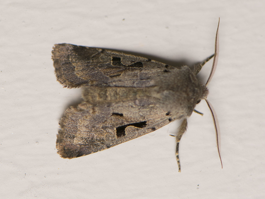 Orthosia gothica - feketefoltos barkabagoly