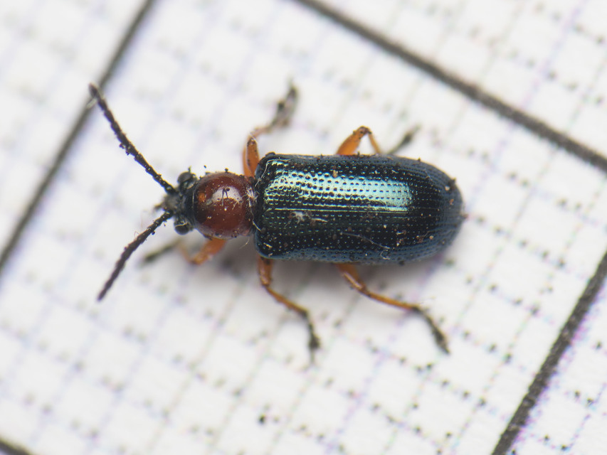 Oulema melanopus/duftschmidi