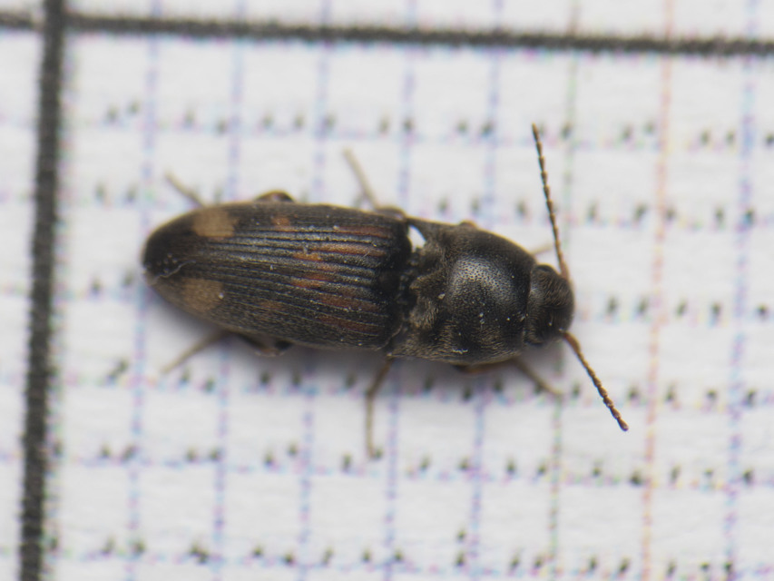 Drasterius bimaculatus - változékony pattanó
