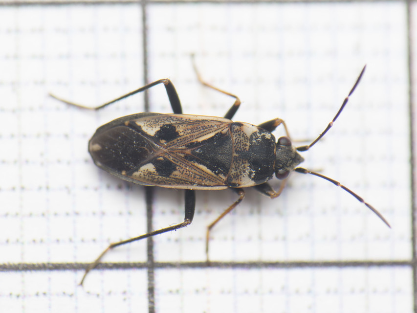 Rhyparochromus vulgaris - közönséges díszesbodobács