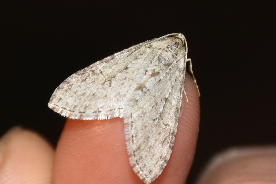 Trichopteryx carpinata - nyárfa-lebenyesaraszoló