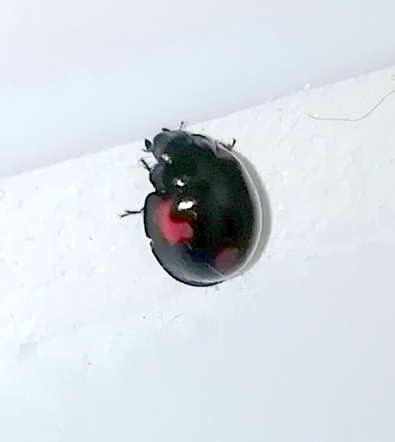 Exochomus quadripustulatus - négyfoltos szerecsenkata