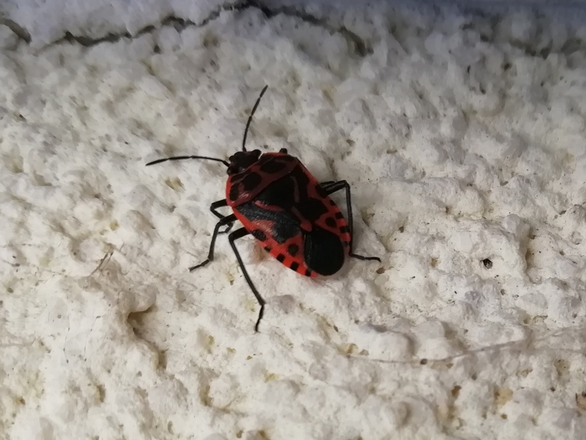 Eurydema ventralis - káposztapoloska Eurydema ventralis - káposztapoloska