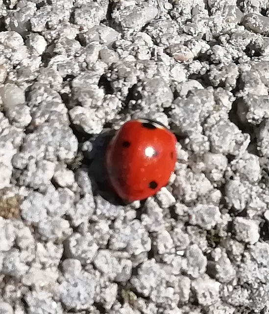 Coccinella septempunctata - hétpettyes katica