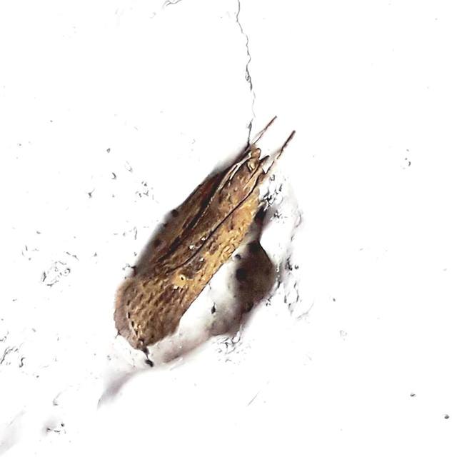 Helcystogramma triannulella - szuláksodró lápimoly