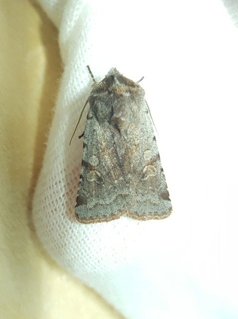 Cerastis rubricosa - vörhenyes tavaszibagoly