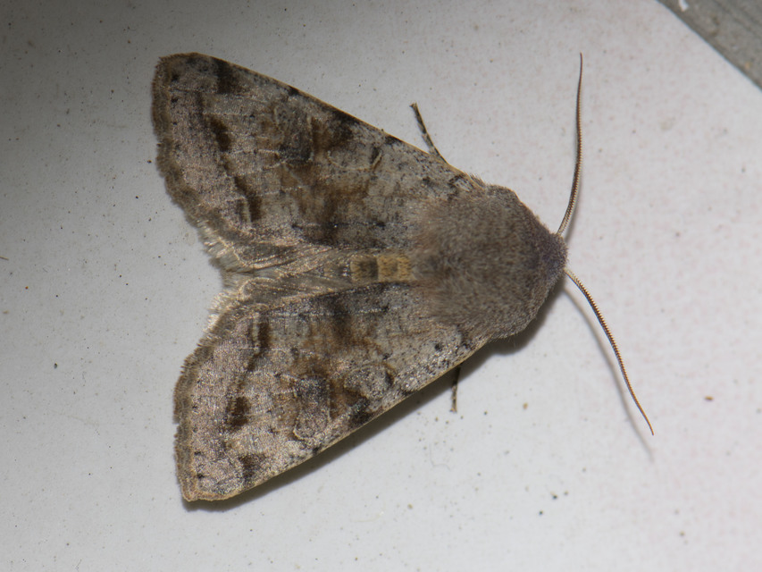 Orthosia incerta - változékony barkabagoly
