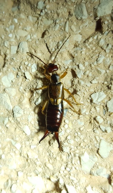 Forficula auricularia - közönséges fülbemászó