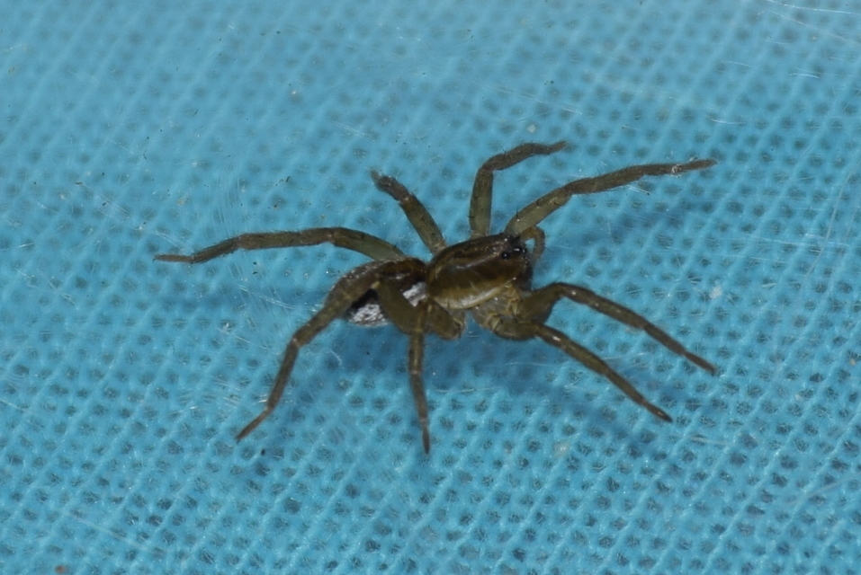 Pirata