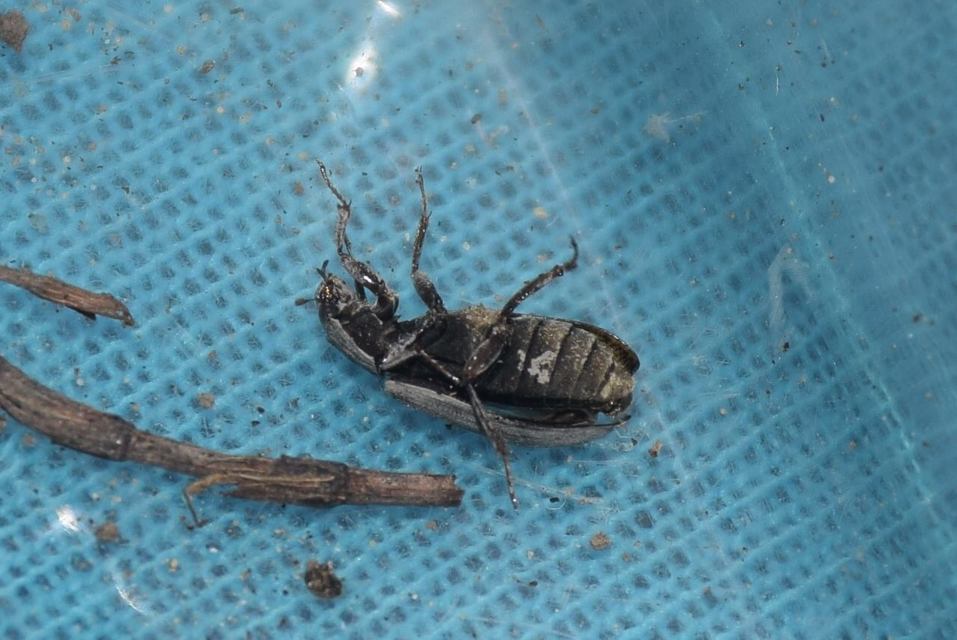 Helophorus