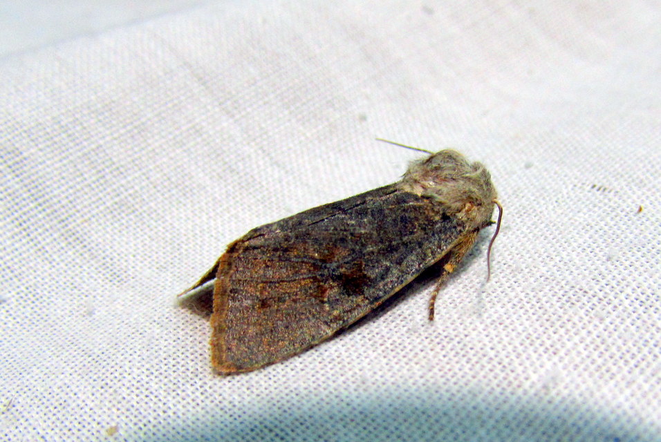 Orthosia incerta - változékony barkabagoly