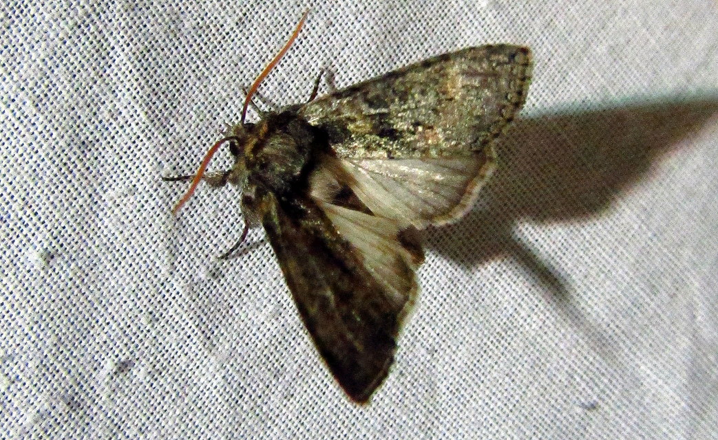 Polyploca ridens - zöldes pihésszövő